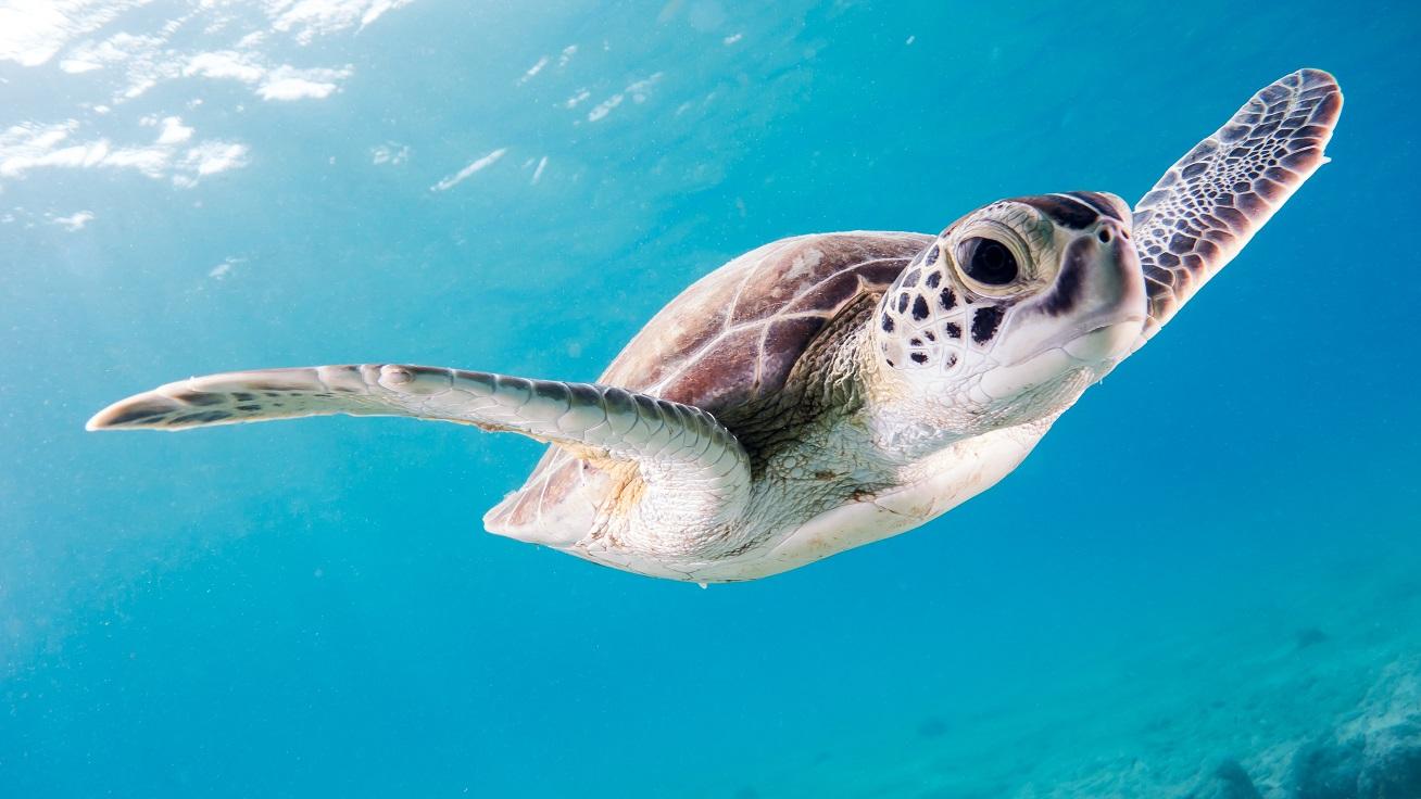 turtle
